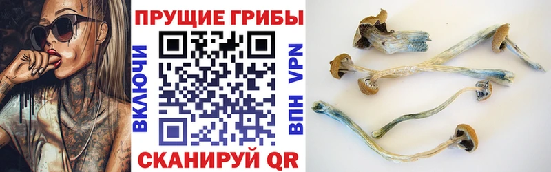 Галлюциногенные грибы Psilocybine cubensis  Купить закладки  Новосокольники 